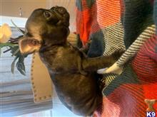 french bulldog puppy posted by Cammeron Richard